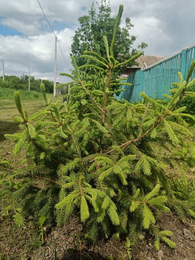 The image shows a young coniferous tree, possibly a spruce, planted in the ground. The tree has vibrant green needles and is the primary subject. In the background, a turquoise wooden fence with pointed posts is visible, along with the roof of a building. Further in the distance, utility poles with wires are present. The environment appears to be a rural or suburban area. The sky is partly cloudy with a mix of white and gray clouds. The overall setting suggests an outdoor scene in a residential area.
