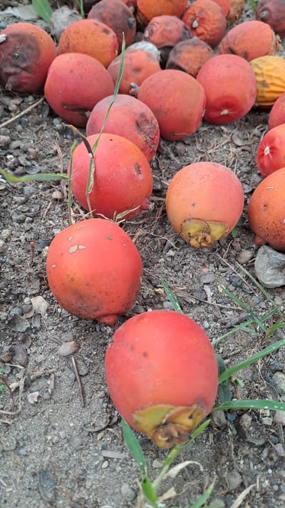 In Kruengjuli Barat, Indonesia, a collection of ripe red palm fruits lies scattered on the ground. The fruits, varying slightly in size and color from bright red to orange-red, are clustered together on a surface of dirt, gravel, and dried organic matter. Some fruits show signs of browning or minor blemishes, indicative of their ripeness or the natural shedding process. Small blades of grass poke through the soil, adding a touch of green to the scene. The overall impression is one of a natural environment where the fruits have fallen from a palm tree.