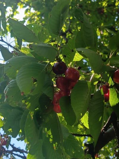 A close-up, low-angle shot captures a cluster of ripe cherries hanging from a tree branch amidst lush green foliage. The cherries, a mix of deep red and dark red, are clustered together, some in focus and others slightly blurred. Sunlight filters through the leaves, creating a dappled effect on the fruit and creating bright highlights. The background consists of more foliage and hints of blue sky. The image does not provide any information about a specific location in Ust-Dzheguta, Russia, nor does it show any people or specific actions. It is a natural scene of fruit on a tree.