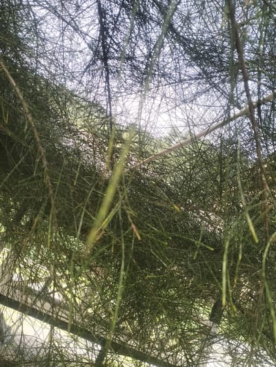 The image shows a close-up view of dense, green, needle-like foliage, likely from a tree or shrub. The branches are thin and numerous, creating a tangled network that obscures the background. The background appears to be a bright sky with some indistinct shapes suggesting trees or structures. The lighting is diffused, and the overall impression is of being beneath a canopy of vegetation. No people, animals, or specific landmarks are visible. The scene is consistent with a natural setting, potentially a park or garden within a city. The provided context of Meudheun, Indonesia, suggests this foliage is part of the local flora.