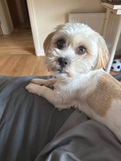 A Shih Tzu dog with white and tan fur is lying on a dark grey bedspread. The dog is facing forward, with its head tilted slightly and looking directly at the camera. Its eyes are dark brown, and its nose is black. The background shows a doorway leading to a hallway with wooden flooring and a radiator. A white and black soccer ball is visible in the far right background. The image appears to be taken indoors, likely in a residential setting, but there is no specific indication of the city of Preston.