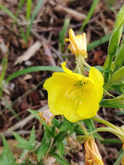 This is a close-up, vertical, eye-level photograph of a vibrant yellow flower, likely an evening primrose, in bloom. The flower's petals are wide open, revealing delicate stamens and pistils in the center. To the left and slightly behind, another, smaller yellow bud is visible, partially unfurled. Green stems and leaves are present, some fuzzy with fine hairs, and a dried, pale orange flower bud is visible in the lower right quadrant. The background consists of a blurred mix of dry earth, leaf litter, and blades of grass, suggesting an outdoor, natural setting. The scene appears to be located in a rural area within the Цярэшкавіцкі сельскі Савет, Belarus, given the context. There are no people or animals visible in the image.