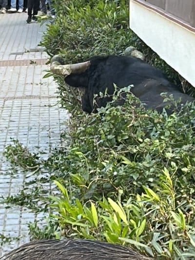 A black bull with white horns lies within a shrubbery on a paved sidewalk. The scene appears to be near a building in Vejer de la Frontera, Spain. People can be seen walking in the background, near the edge of the sidewalk.