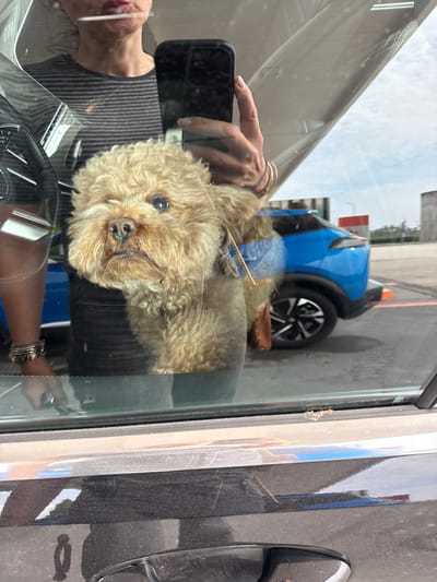 The image, taken from inside a car looking out a side window, captures a light brown, fluffy dog (possibly a poodle or similar breed) sitting on a car seat, looking directly at the camera. Its face is visible in the center of the frame.
The scene is heavily layered with reflections. A person's right hand, adorned with gold bracelets and painted nails, is visible in reflection holding a smartphone, seemingly taking the picture. Further reflections show part of the person's face (mouth with lipstick) and neck, wearing a striped top, positioned as if in the driver's seat. Another hand with silver bracelets is also visible in reflection near the bottom right.
Outside the car window, a small, modern blue car with black trim and an orange element on its roof is parked or passing by. The background shows an overcast sky and a ground surface that appears to be asphalt or concrete. The reflections also incorporate vague outlines of distant structures. A brown object, possibly a bag or shoe, rests near the dog.
Visible text on the car window includes automotive markings like "ESG 00050", "E8 43R-00050", and parts of "AUDI" and "AUTOMOTIV". The time of day is daytime, under an overcast sky. The setting is a casual moment with a pet inside a vehicle in Pombal, Portugal.