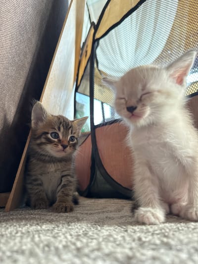 Two kittens are the subjects of this media file. One kitten is a tabby with blue eyes and is looking directly at the camera. The other kitten, a pale cream color, is sleeping with its eyes closed and its tongue slightly out. They are in a pet playpen with a mesh floor and sides, which is likely indoors given the lighting. The playpen is positioned on top of a piece of furniture, possibly a shelf or bed, that has a soft, textured surface. The overall mood is peaceful and heartwarming, capturing a moment of playful curiosity and deep sleep. There is no visible text in the image.