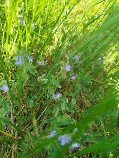 The image depicts a patch of grass and small flowering plants in an outdoor setting. The scene is dominated by various shades of green from the grass blades, with scattered small, light purple flowers. Some of the plants have dew or moisture on their leaves. The ground is partially visible between the plants, showing some dry grass and soil. The light suggests it's daytime, possibly under partially sunny conditions. The location is in Заречье, Russia.