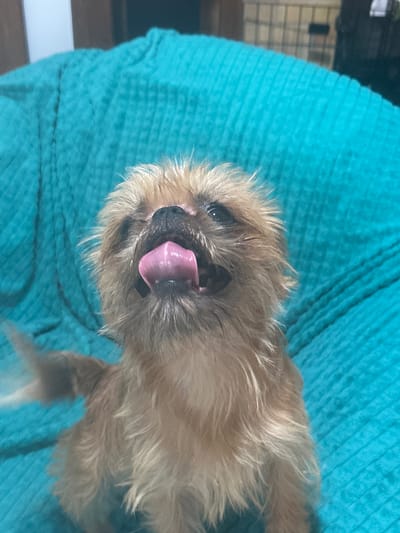 A small, light brown dog with shaggy fur is looking up and sticking its pink tongue out. The dog is sitting on a bright turquoise quilted blanket. The background is out of focus and shows a wooden surface and a metal fence. The image appears to be taken indoors. There is no identifiable information about the city of Osinniki, Russia in the image.