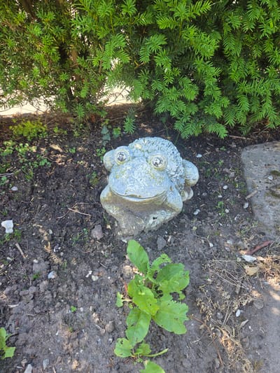 This image shows a stone frog statue placed in the garden of a residential property in Dissen am Teutoburger Wald, Germany. The frog is positioned in a garden bed, surrounded by dark soil, small green plants, and some dried leaves and twigs. Behind the frog is a dense green hedge, likely a yew hedge, with a concrete path visible to the right. The sun casts shadows across the scene, indicating it was taken during daylight hours. There are no people or animals visible in the image. The overall setting is a typical garden environment.