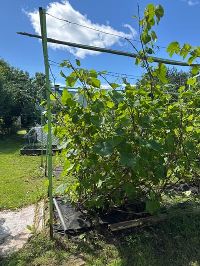A vertical, medium shot captures a dense, leafy grape vine against a bright blue sky with scattered white clouds. The vine is supported by a tall, weathered green metal frame, constructed from square tubing, with horizontal bars and wires providing additional support. The foreground shows patchy green grass, some brown soil, and a section of light-colored, textured pavement on the left. In the middle ground, to the left of the vine, is a green metal frame surrounding a garden structure covered in white plastic sheeting and wire mesh. Beyond that, more green trees and the roof of a building are visible. The scene appears to be in a rural or suburban outdoor setting, likely a garden in Krasnoe (Uleiminskoe S/P), Russia.