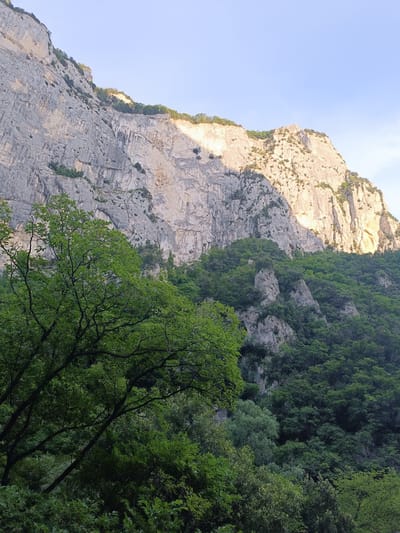 A wide, vertical shot captures a sun-drenched mountain face in Fermignano, Italy, towering above a lush, green forest. The mountain's sheer rock walls, striated with shades of grey and beige, are illuminated by the warm glow of the late afternoon sun, casting dramatic shadows and highlighting the texture of the stone. Small trees and shrubs cling precariously to ledges and crevices, adding touches of green to the otherwise arid rock.

Below the imposing mountain, a dense forest blankets the lower slopes. The foliage is a vibrant mix of greens, with trees of varying sizes and textures creating a rich tapestry. The foreground is dominated by the branches and leaves of a large tree, its dark branches stark against the bright mountain and the dappled light filtering through its canopy. The overall scene conveys a sense of natural grandeur and tranquility. The clear, pale blue sky suggests fair weather. The time of day is likely late afternoon or early evening, given the angle of the sunlight and the warm illumination of the mountain face. There is no visible text in the image.