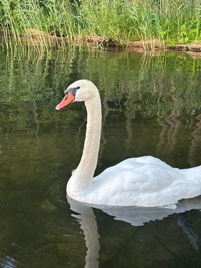 A close-up, eye-level shot shows a majestic white swan swimming in dark, reflective water near the shore of a body of water in Слабодкаўскі сельскі Савет, Belarus. The swan, facing left, displays its elegant S-shaped neck and its bright orange beak with a black tip. Its pure white feathers are detailed, with subtle textures visible on its back and neck. The water is a deep green, reflecting the lush vegetation on the bank behind the swan. The background consists of tall, green reeds and some dried reeds, creating a natural, serene setting. The sunlight casts gentle ripples on the water's surface, enhancing the peaceful ambiance.