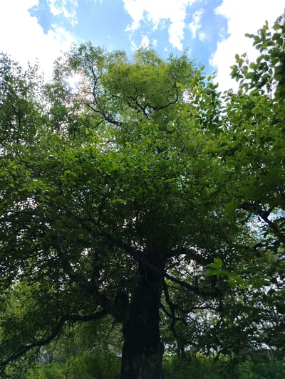 The image shows a view looking up through the dense green foliage of a large deciduous tree. The tree's branches spread widely, creating a canopy that filters the sunlight, allowing glimpses of the bright blue sky with scattered white clouds. The sun's rays are visible, shining through the leaves and creating a dappled lighting effect. The lower part of the image reveals the textured bark of the tree trunk and more branches. In the background, out of focus, are hints of green vegetation and possibly some structures, suggesting an outdoor environment in a populated area. The scene is serene and natural.