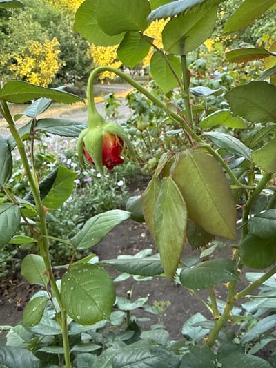 This is a close-up, vertically oriented, outdoor photograph of a rosebud with surrounding foliage. The rosebud is at the center left of the frame, showing a vibrant red and yellow color with green sepals. It is on a stem that curves upward and to the right. The rosebud is partially unfurled, suggesting it is about to bloom.
The scene is dominated by various shades of green from the leaves of the rose plant. The leaves are broad, serrated along the edges, and some have small water droplets on them. There are also thorns visible on the stems, typical of a rose bush. In the background, out of focus, there is a hint of yellow foliage, possibly from other flowering plants or trees. Further in the background, a dark, textured surface appears to be soil or a pathway. Small purple flowers are scattered amongst the greenery in the mid-ground.
The lighting suggests it is daytime, possibly overcast given the diffused light and lack of harsh shadows. There are no people or animals visible. The overall impression is one of nature, with a focus on the delicate beauty of a developing rose. The location context is Piatykhatky, Ukraine, but there are no specific visual cues in the image to confirm this. No text is visible in the image.