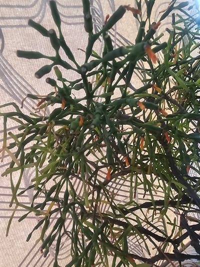 The image shows a close-up of a Rhipsalis cactus, commonly known as Mistletoe cactus, with its thin, segmented green stems and small orange flowers. The plant is hanging or growing in a way that suggests it might be an indoor houseplant or an epiphytic plant in a tropical environment. The background is a textured, light-colored surface, possibly a curtain or a blind, with diagonal lines creating a pattern and casting faint shadows. There is no discernible location in the city of Таёжное, Russia, or any people, actions, or interactions depicted in the image. The scene is static and focuses solely on the botanical subject.