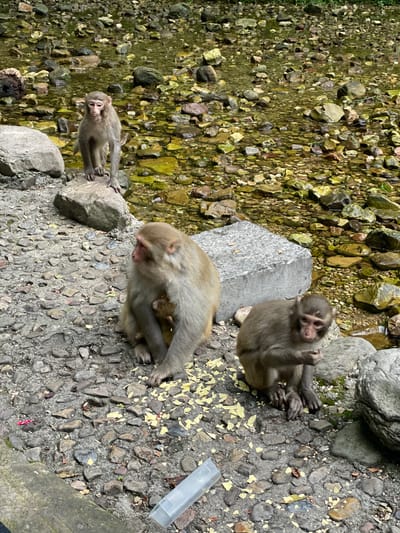 The image shows four monkeys in an outdoor setting in Xiehe, China. The background includes a stream with small rocks and pebbles. One monkey is standing on a rock near the stream, while another is sitting and appears to be eating. A third monkey is also sitting. A fourth, smaller monkey, is cradled by one of the larger ones. There are scattered bits of food scraps and a translucent plastic container on the ground, suggesting human interaction. The ground is a mix of dirt and small stones.