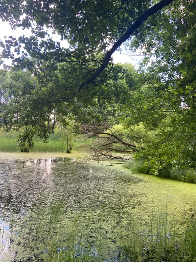 This is a vertical, low-angle shot of a serene natural scene in Matchino, Russia. The image is dominated by lush green foliage from overhanging trees, with sunlight dappling through the leaves, suggesting a bright, possibly late morning or early afternoon. The lower half of the image reveals a body of water covered in a thick layer of bright green algae, creating a textured, almost mossy surface. Tall grasses and reeds grow along the edge of the water, adding to the wild, untamed feel of the location. The overall impression is one of peaceful, natural beauty. No people or man-made objects are visible. The time of day appears to be daytime, with clear skies indicated by the bright sunlight. The location cues of Russia are provided as context. The image evokes a sense of tranquility and immersion in nature.