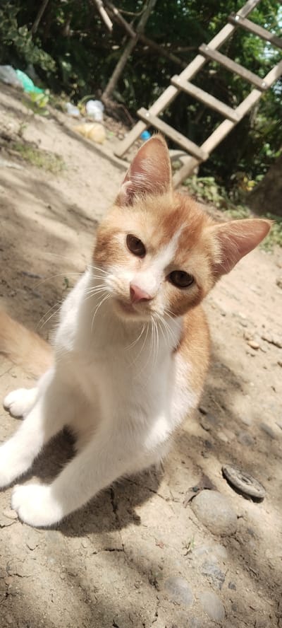 A young orange and white cat is the sole subject in this close-up, eye-level shot. The cat is sitting on a dirt ground, with its front paws visible and outstretched. It has a white chest and belly, and orange fur on its back and head. Its ears are pointed upwards, and its eyes are a deep brown. The cat is looking directly at the camera with a curious expression.
The background is blurred, but appears to be an outdoor setting with some greenery and a wooden structure that resembles a ladder or scaffolding. There are also some scattered pieces of trash visible, including plastic bags and a metal object on the ground near the cat. The lighting suggests it is daytime, with sunlight casting shadows on the ground. The overall scene is somewhat unkempt, possibly indicating a rural or less developed area.
No text is visible in the image.