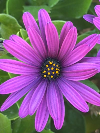The image displays a close-up, eye-level view of a vibrant purple daisy with a dark center speckled with yellow pollen. The flower's petals are elongated and pointed, fanning outwards from the center. The background consists of lush green foliage, creating a soft, natural setting. The image's lighting suggests it was taken outdoors during daylight hours, possibly in a garden or natural park within the city of Arcahueja, Spain. There are no people or observable actions depicted in the scene.