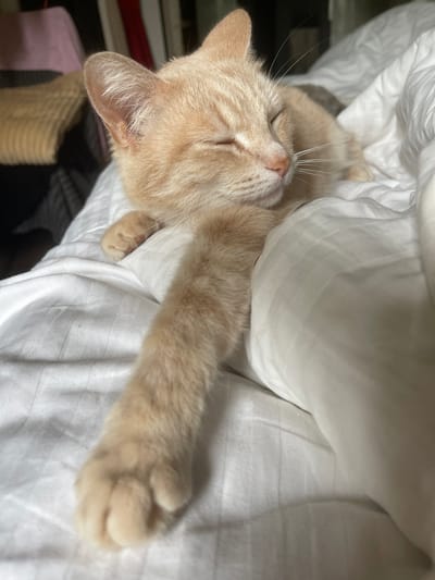 A ginger cat is sleeping on a white striped blanket, with its left paw extended and resting on the blanket. The cat's eyes are closed, and its head is tilted slightly to the right. In the background, there are blurred objects that appear to be clothing or bedding. There is no visible indication of the location in the city of Коротиха, Russia.