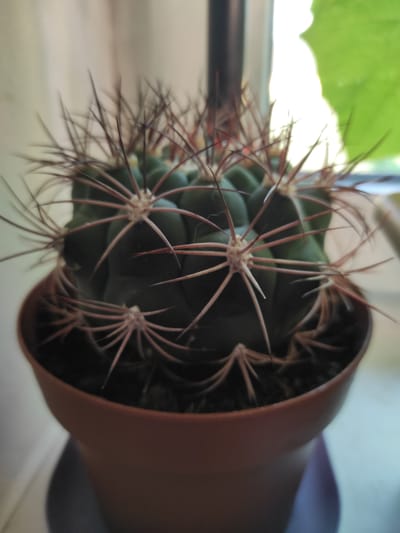A close-up, low-angle shot shows a potted cactus with prominent spines. The cactus is dark green, spherical, and sits in a brown plastic pot. Its spines are thin, sharp, and reddish-brown, radiating outwards from the plant's ribs. The background is blurred, with soft light coming from the right, suggesting a window. There is a faint shadow on the left side of the frame and a hint of green foliage visible in the upper right corner. The image was taken in Jablonec nad Nisou, Czechia.