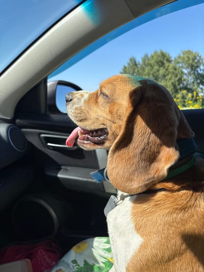 A beagle dog sits in the passenger seat of a car, with its head turned to the right and its tongue hanging out. The dog is wearing a blue and green collar. Sunlight streams in through the car window, casting shadows on the dog's fur. The car's interior is visible, including a door handle and a speaker. Outside the car, trees and a clear blue sky can be seen. The image was taken in the city of Svobodny, Russia.