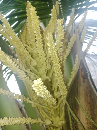 In Meunasahara, Indonesia, a close-up shot focuses on a cluster of immature coconuts on a palm tree. The coconuts are small, round, and pale green, emerging from a pale yellow inflorescence. The inflorescence is a dense spike covered in numerous tiny flowers and developing fruits. The background is dominated by the green fronds of the palm tree and a bright, overcast sky, suggesting an outdoor environment. The image captures a moment in the life cycle of a coconut palm, highlighting its fruit development.