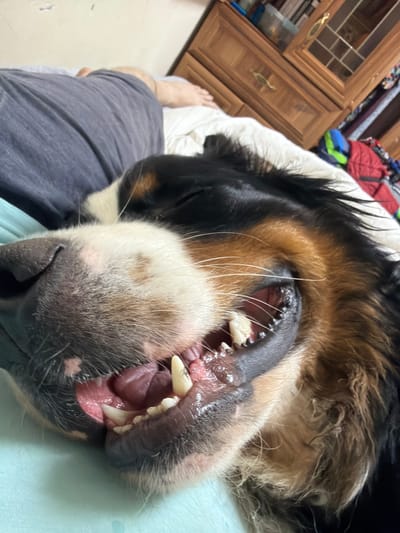 The image shows a close-up of a Bernese Mountain Dog's face as it rests on a person's lap. The dog is lying on its back, with its mouth open, revealing its teeth and pink tongue. The dog's fur is thick and tri-colored, with black, white, and tan markings. The background is slightly blurred, but a wooden dresser with a glass-fronted cabinet and some folded clothes can be seen. A person's bare foot and gray shorts are visible in the lower left corner, suggesting the setting is indoors, likely a home in Nakhabino, Russia. The lighting appears to be natural daylight, possibly late afternoon or early evening, given the soft shadows. The overall mood is relaxed and intimate, with the dog appearing comfortable and at ease. There is no visible text in the image.