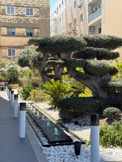 The image depicts a contemporary garden landscaping with a prominent, sculpted olive tree. The tree's gnarled trunk and branches are artistically shaped, creating an eye-catching focal point. In front of the tree, a linear water feature with multiple small fountains adds a refreshing element. The water jets are illuminated with green light, contrasting with the surrounding white pebbles that pave the garden bed.
Various other plants, including a cycad and dense green shrubs, fill the space, creating a layered and verdant environment. The garden is bordered by a modern walkway, indicated by grey paving stones and a row of white bollard lights, each topped with a dark, translucent lantern. Another smaller black spotlight is visible near the base of one of the bollards.
In the background, residential buildings rise, typical of urban architecture in Malta. These buildings feature beige and light-colored facades with numerous windows and balconies, some equipped with air conditioning units. The architectural style suggests a residential area in a Mediterranean city. The overall scene suggests a well-maintained outdoor area, likely a public space or a commercial establishment with an aesthetic garden design, possibly located in Ta' Xbiex, Malta, given the architectural context. The lighting indicates it is daytime, with clear sunlight casting shadows. There are no people visible in the frame.