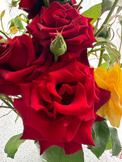 A close-up, eye-level, medium shot captures a vibrant bouquet of roses. The primary subjects are several deep red roses, their velvety petals unfurled and layered in intricate patterns. To the upper right, a single yellow rose peeks out, its petals a stark contrast to the dominant red. Green leaves and stems intertwine with the blooms, some appearing waxy and healthy, while others show signs of slight wilting or dryness. Small, green rosebuds are also visible, some with delicate, spiky hairs.
The lighting suggests an indoor setting, possibly near a window, as the background is a bright, diffused white, hinting at daylight. The surface beneath the bouquet appears to be textured and speckled, possibly a countertop or table. There are no people or animals present. The scene evokes a sense of natural beauty and the delicate, yet enduring, quality of flowers. No text is visible in the image. The provided location context places this image in Ceadîr-Lunga, Moldova.