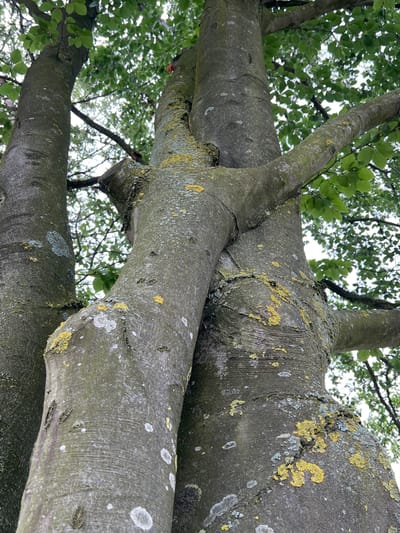 The image shows a low-angle view of three intertwined tree trunks in Denderleeuw, Belgium. The trunks are covered in moss and lichen, with some patches of yellow and gray. The bark has a rough texture with horizontal striations. The leaves of the trees are visible at the top of the frame, forming a green canopy against a bright sky. The scene is natural and undisturbed. No people or animals are present.