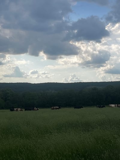The image is an outdoor scene taken in Makariopolsko, Bulgaria. The sky occupies the left half of the frame and is filled with a mix of dark, heavy rain clouds on the left and lighter clouds with patches of blue sky towards the center. On the right side of the image, there is a green field and a dense forest, which appear to be flanking the field. Along the edge of the field, near the forest, a line of cows is visible. The orientation of the image is rotated.