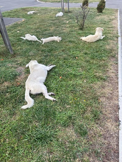 A group of light-colored dogs are resting on a grassy area next to a paved walkway. One dog is lying on its back in the foreground, with its legs extended. Another dog is lying on its side further back in the image, near a small shrub and two evergreen trees. Several other dogs are visible in the background, also lying down. The scene appears to be in an outdoor urban environment, possibly a park or a side street in Baba Ana, Romania. The ground is covered in green grass, with some patches of dry, brown vegetation. A concrete curb runs along the right side of the image, separating the grass from a paved area.