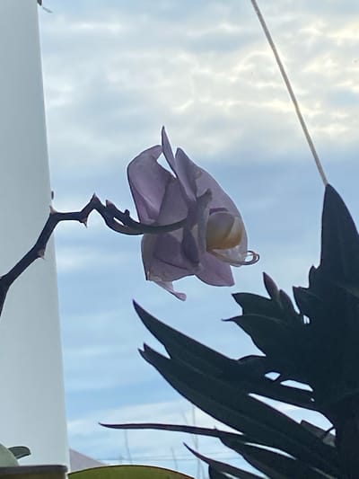 This media file is a close-up, low-angle shot of a delicate, faded purple orchid bloom. The flower is positioned against a soft blue sky with wispy white clouds, suggesting it is daytime. The orchid's stem is dark and thorny, curving upwards and then downwards. A thin, taut string or wire runs diagonally across the upper left of the frame, casting a faint shadow on the sky. Dark, leaf-like shapes, possibly from another plant, loom in the upper right and upper left corners, partially obscuring the sky and adding depth to the composition. The orchid itself appears to be past its prime, with petals slightly droopy and a pale yellow center. The overall mood is serene and perhaps a little melancholic, highlighting the ephemeral beauty of the flower. A white surface, possibly a windowsill or ledge, is visible in the lower portion of the image. There is no visible text. The location context is Нижняя Мактама, Russia.