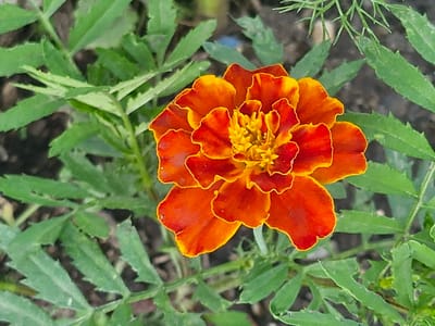 A close-up shot focuses on a vibrant marigold flower, its petals transitioning from a deep orange at the base to a fiery red at the edges, with a distinct yellow border. The flower's center is a densely packed cluster of yellow florets. The marigold is surrounded by lush, green, serrated leaves, some of which have dew drops. The background is a blur of more green foliage and dark soil, suggesting an outdoor garden setting. The lighting appears natural, indicating it could be daytime. There are no people or animals visible. The image provides a detailed view of the flower's texture and rich coloration against the softer tones of its leaves. The location context provided is Қонысбай, Kazakhstan.