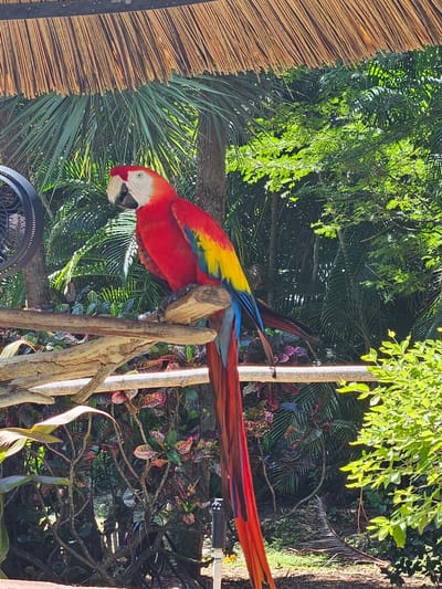 This media file captures a vibrant scarlet macaw perched on a natural wooden post. The bird, with its striking red, yellow, and blue plumage, is the central subject, showcasing its elegant form against a lush, tropical backdrop. The setting appears to be an outdoor enclosure, possibly a zoo or aviary, in West Palm Beach, Florida.
The background is a dense tapestry of tropical foliage, with large palm fronds and other verdant plants creating a rich, green canopy. Sunlight filters through the leaves, casting dappled light and highlighting the vibrant colors of the macaw and the surrounding vegetation. The time of day is suggested to be daytime, likely morning or afternoon, due to the bright sunlight.
To the left of the frame, a section of a thatched roof or wall provides a textural contrast to the organic elements of the scene. Below the parrot, a portion of a black fan is visible, suggesting that the environment is kept at a comfortable temperature, perhaps indicating a warm climate. A bright orange hammock is also partially visible in the lower right portion of the image, adding another splash of color.
The macaw appears alert and healthy, its white facial patch and black beak clearly visible. It is positioned as if surveying its surroundings. The overall mood is one of natural beauty and tranquility, with the brilliant colors of the bird and the lush greenery evoking a sense of exoticism. There is no visible text in the media file.