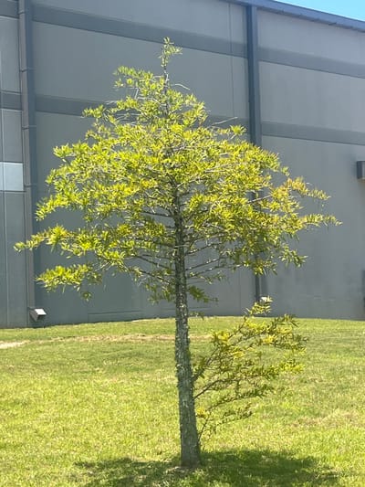 A small, young tree with vibrant green leaves stands in the center of a grassy area. The tree has a slender trunk and branches that spread outwards, with the leaves catching the sunlight. Behind the tree, a large, modern building with gray siding and dark horizontal trim stretches across the background. The building appears to be commercial or industrial. To the left of the tree, a downspout is visible against the building's wall. The ground is covered in well-maintained green grass, with shadows cast from the tree. The sky is a clear blue, suggesting a sunny day. The scene is located in Pooler, Georgia, United States of America.
