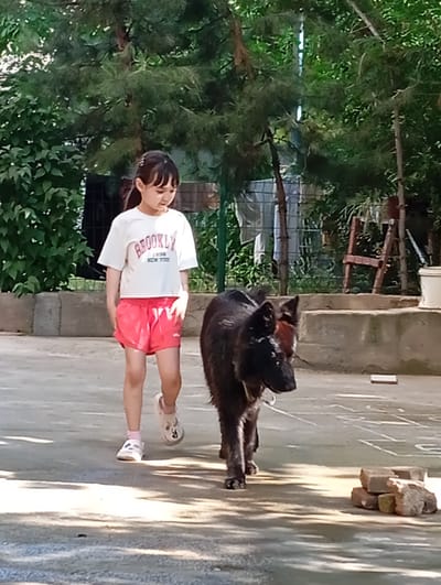 A young girl walks a large black dog on a paved surface in a backyard. The girl wears a white t-shirt, red shorts, white sandals, and has dark hair pulled back. The dog is on a leash and appears to be a German Shepherd mix. The background includes lush green trees and a fence. On the ground near the dog are some loose bricks and a hopscotch grid drawn in chalk. The image appears to be taken in daylight. There is no information that states that this image was taken in Yukariyuz, Uzbekistan.