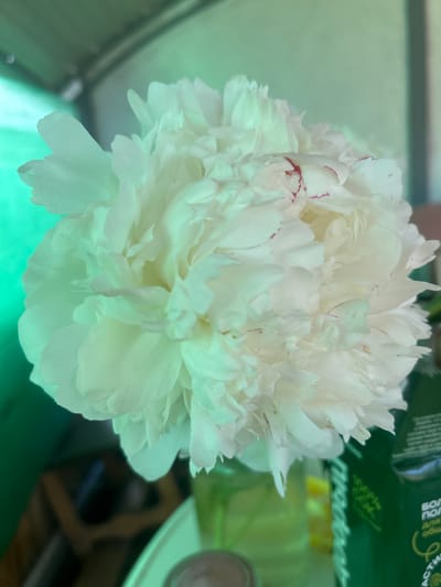 The image displays a close-up of a large, white peony flower with subtle hints of pink on its petals. The flower is lush and full, with many layered petals that create a soft, voluminous appearance. The background is out of focus, but suggests an indoor setting with a green surface in the foreground and a blurred green object with text on the right. The lighting appears to be natural and soft, possibly from a window, casting a gentle glow on the flower. There is some text visible on the green object in the background. One portion reads "БОЛ", and another part appears to be "ПОЛ" and "актив". There are also some Cyrillic characters that are partially obscured. The overall impression is one of natural beauty and tranquility. The location context is Lotoshino, Russia, but there are no specific visual cues in the image to confirm this.