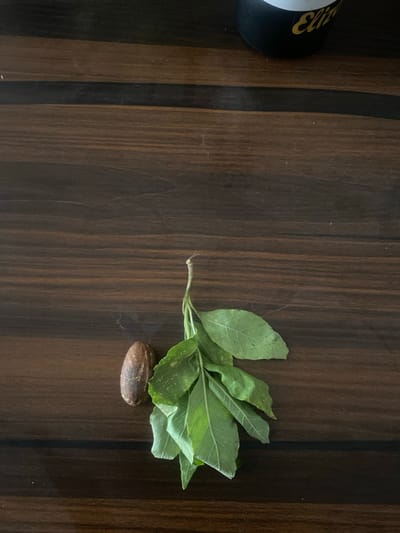 The image displays a still life arrangement on a dark brown wooden surface, within a context identified as Fajo 2 Division Range, Nigeria. In the lower-middle portion of the frame, a single oblong, dark brown seed or nut, approximately 4 cm in length, is positioned on the left. To its immediate right lies a small cluster of vibrant green leaves attached to a slender stem, extending upwards and slightly to the right. The leaves exhibit some textural variations and minor blemishes. The wooden surface beneath these items features prominent horizontal grain patterns and minor superficial marks. In the upper-right corner, a portion of a black cylindrical object with yellow lettering, possibly "Eliz" or "Elite," is visible, suggesting a container or cup. No individuals are present, and no specific actions or interactions are depicted. The lighting appears uniform, illuminating the scene without casting prominent shadows.