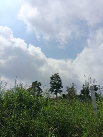The image captures an outdoor scene in Na Sangkham, Laos, under a partly cloudy sky. The upper two-thirds of the frame consist of a light blue sky interspersed with large, white and grey cumulus clouds, with a bright sun evident in the upper left quadrant. The lower third of the image is dominated by dense, tall green grass and various weeds. Several trees are visible above the foreground vegetation; a prominent, conical-shaped tree with dark green foliage stands slightly right of center, flanked by other trees and shrubs. On the far right, a light-colored, rectangular fence post is visible, extending vertically from the dense foliage, with faint barbed wire strands running horizontally from it. No individuals or animals are present, and no discernible actions or interactions are depicted.