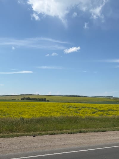 This media file captures a picturesque rural landscape under a clear blue sky dotted with wispy white clouds. The scene is divided vertically, with the left side dominated by the vast expanse of the sky and the right side showcasing a vibrant yellow field of flowers, likely rapeseed, stretching towards a treeline in the distance. A paved road with a white line marking runs along the edge of the field, suggesting a rural or semi-rural setting.

The bright sunshine and clear skies indicate a pleasant day, possibly late spring or summer given the blooming flowers. The orientation of the image suggests it might have been taken while driving or standing near the road, looking out at the field. The absence of people or any specific objects beyond the natural elements and the road emphasizes the serene and expansive nature of the location. The overall mood is peaceful and idyllic, highlighting the beauty of the natural landscape. No visible text is present in the image. The location context provided, Zalari, Russia, places this scene in a region known for its agricultural landscapes.