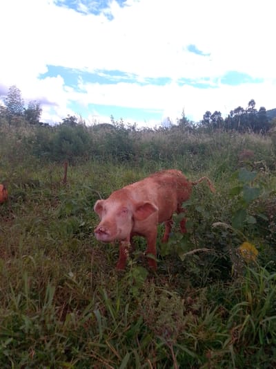 A light-brown or reddish pig stands prominently in the center-right of the frame, positioned within an overgrown, grassy field. The pig is facing left, with its head slightly raised and its snout appearing moist or slightly open, giving it a somewhat inquisitive or curious expression. Its body is mostly visible, extending to its curly tail which is also light brown. Part of another pig of a similar color is visible on the far left.

The setting is a rural or natural outdoor environment, likely a pasture or uncultivated field in Villarrica, Paraguay. The ground is covered with various types of tall green and yellowish-brown grasses and wild plants, some with small white flowers. A dense line of trees forms the background, appearing as dark green silhouettes against the sky.

Above the tree line, the sky is partly cloudy, featuring patches of bright white and light blue clouds against a generally clear blue sky. The lighting suggests it is daytime, possibly morning or late afternoon, with soft, natural light illuminating the scene. There are no people visible, and no discernible text in the image. The overall impression is one of a domestic animal freely roaming in a natural, rustic environment.