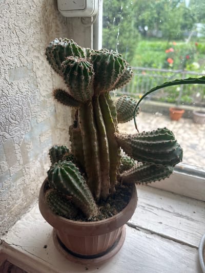 The image depicts a potted cactus plant situated on a weathered wooden windowsill. The cactus is a mature specimen with multiple stems and branches, characterized by its green, ribbed body covered in sharp spines. Several smaller pups are growing around the base of the main plant. The pot is a reddish-brown plastic container with vertical ridges.
Behind the cactus, a textured, light-colored wall is visible, possibly wallpaper or a textured paint finish. To the right, a window offers a view of an outdoor scene, suggesting a residential setting. The outdoor view includes greenery, some flowering plants (likely red and pink), and a blurred background that indicates other structures or natural elements. There is a thin, curved green stem of another plant extending into the frame from the right side of the window. The overall lighting suggests daylight, possibly overcast conditions given the diffused light.
The scene is indoors, near a window, with the outdoor environment visible through the glass. The location is specified as Nookat, Kyrgyzstan.