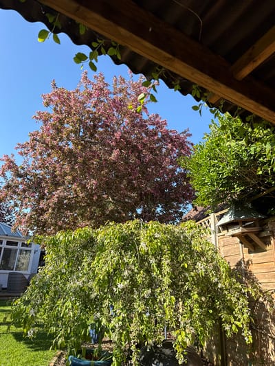 This image presents a vibrant, sunlit garden scene, viewed from an upward angle. No people are visible. In the upper left foreground, a dark, corrugated roof structure with sturdy wooden beams frames the view, with small green shoots emerging from its edges.

The dominant feature is a large tree in the center, bursting with numerous small pink blossoms, set against a clear, bright blue sky. To the right, a dense, leafy green shrub or climbing plant with an abundance of small white flowers covers a wooden fence or the side of a shed, partially visible behind it. More green foliage from other trees or shrubs can be seen in the upper-middle and upper-right sections of the frame.

The strong, direct sunlight creates sharp highlights and shadows, indicating a bright daytime, likely mid-morning or afternoon, under clear skies. In the lower right background, glimpses of a building with windows, possibly a conservatory or house extension, and a patch of green grass are discernible. The scene conveys the lushness and beauty of a garden during spring or early summer. There is no specific activity taking place, and no visible text.