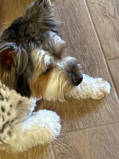 A small dog with shaggy, multi-colored fur is lying on its side on a wooden floor. The dog's fur is a mix of gray, brown, and white, with some black spots visible on its flank. Its head is turned to the right, with its nose and a portion of its face visible. One of its white, fluffy paws is extended forward. The wooden floor is light brown with visible grain patterns. The scene appears to be indoors.