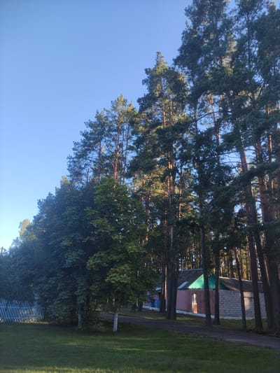 The image depicts a rural scene in the Верамейскі сельскі Савет, Belarus, characterized by a collection of pine trees and deciduous trees. A gravel road winds through the scene, leading towards a small, detached building. This building appears to be a simple structure with a pitched roof, possibly a storage shed or a small dwelling. One section of the building is constructed with light-colored brick, while another is painted pink and topped with a green gable. The surrounding environment consists of a grassy lawn and a white picket fence on the left side of the image, bordering a denser section of trees. The sky is clear and blue, suggesting fair weather. The lighting indicates it is either early morning or late afternoon, with the sun casting long shadows. No people are visible in the frame.