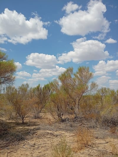 The image depicts a dry, arid landscape with sparse vegetation under a bright blue sky filled with scattered white clouds. The foreground is a sandy ground littered with dry twigs and branches. In the middle ground, several low-lying, dry, and scraggly bushes and small trees are visible, some with a greenish-brown hue and others appearing more brown and leafless. The background shows more of these shrubs extending into the distance, with a hazy horizon. The overall impression is one of a desert or semi-desert environment. The scene is devoid of any human presence or activity. The lighting suggests it is daytime, possibly late morning or early afternoon, given the clear sky and the shadows cast by the vegetation. This type of landscape is typical of steppe regions and can be found in various parts of Kazakhstan, including areas surrounding the city of Karakol, which is situated in a region known for its natural beauty, including mountains and steppes.