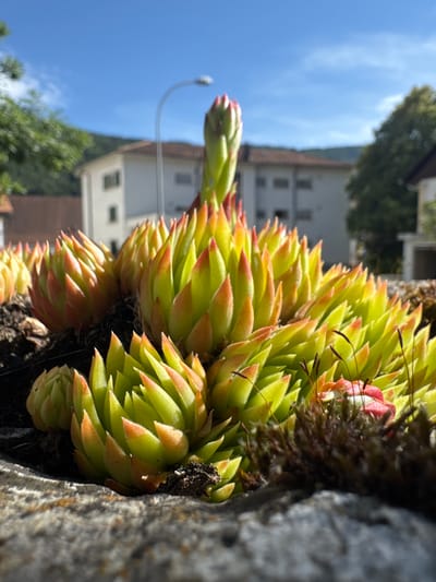 The media file is a close-up, vertically oriented photograph of several Sempervivum plants, commonly known as hen and chicks. The plants are tightly clustered, with plump, succulent leaves in shades of green and red at the tips. The leaves are arranged in a rosette pattern, characteristic of this species. In the foreground, a rough, grey stone wall or rock face is visible on the left, providing a textured contrast to the smooth leaves of the plants. Some dark, mossy material is also present amongst the plants.

In the background, out of focus, are hints of a building with several windows and a terracotta roof, suggesting a semi-urban or suburban setting. Green trees are also visible, and the clear blue sky with a few wispy clouds indicates fair weather. A curved, white lamppost is faintly visible against the sky. The lighting suggests it is daytime, likely mid-morning or afternoon, with bright sunlight casting shadows and highlighting the plants. There is no activity or event taking place; the focus is on the natural beauty and texture of the plants and their immediate surroundings. There is no visible text in the media file. The location context is Court, Switzerland.