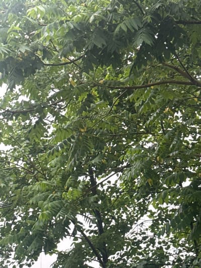 A close-up, upward-angle shot shows the dense, green foliage of a tree against a bright, overcast sky. The leaves are compound, meaning they are made up of multiple leaflets arranged along a central stem. Some of the leaflets are elongated and serrated, while others are more ovate. The branches are dark brown and appear to be thick and sturdy. A few small, yellow-green fruits are visible amongst the leaves, suggesting the tree may be in fruit. The overall impression is one of lush, natural growth. The image was taken in the city of Chakvi, Georgia.