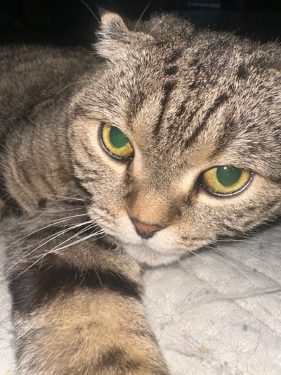 This is a close-up, head-on, eye-level, indoor photograph of a domestic cat. The cat has brown and black tabby markings on its fur, and bright green eyes with yellow irises. Its whiskers are white and prominent. The cat is looking directly at the camera. The background is out of focus, appearing to be a light-colored, textured surface, possibly a blanket or fabric, with some dark shadows on the left side of the frame. The lighting is somewhat dramatic, with highlights on the cat's fur and eyes, suggesting a direct light source. There is no visible text in the image. The overall impression is one of intimacy and focus on the cat's features.